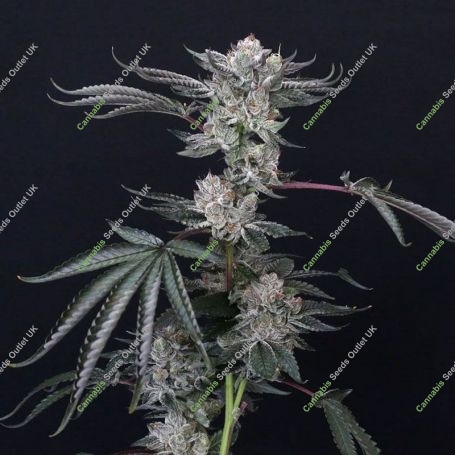 Luxar Dos Feminized Marijuana Strain by Compound Genetics For Sale Online at Cannabis Seeds Outlet