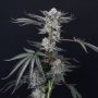 Luxar Dos Feminized Marijuana Strain by Compound Genetics For Sale Online at Cannabis Seeds Outlet