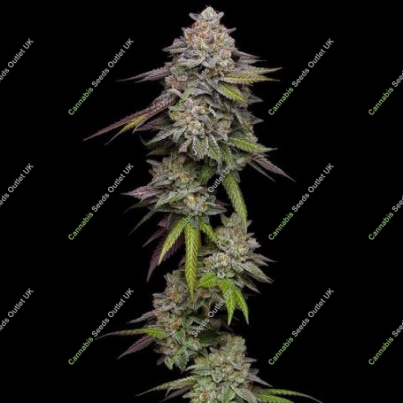 Double Stack Feminized Marijuana Strain by Compound Genetics For Sale Online at Cannabis Seeds Outlet