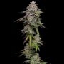 Double Stack Feminized Marijuana Strain by Compound Genetics For Sale Online at Cannabis Seeds Outlet