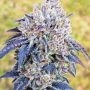 Compound Genetics Double Stack Smoke Buds Weed Ganja Skunk Dope Pot Images Pics Nuggets