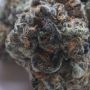 Double Stack Feminized by Compound Genetics THC Content Potency Strength CBD Height Yield Flowering Time Indica Sativa Genetics