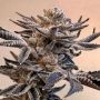 Slipstream Feminized by Compound Genetics THC Content Potency Strength CBD Height Yield Flowering Time Indica Sativa Genetics