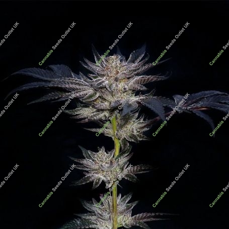 Slipstream Feminized Marijuana Strain by Compound Genetics For Sale Online at Cannabis Seeds Outlet