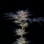 Slipstream Feminized Marijuana Strain by Compound Genetics For Sale Online at Cannabis Seeds Outlet