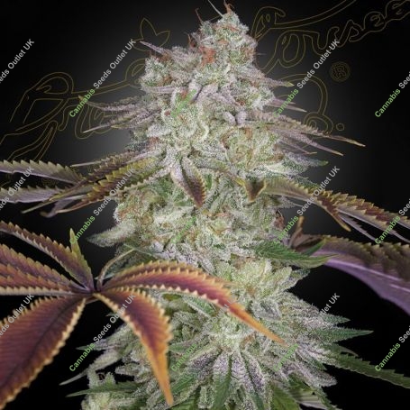 Alien Z Feminized Marijuana Strain by Greenhouse Seeds For Sale Online at Cannabis Seeds Outlet
