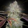 Alien Z Feminized Marijuana Strain by Greenhouse Seeds For Sale Online at Cannabis Seeds Outlet