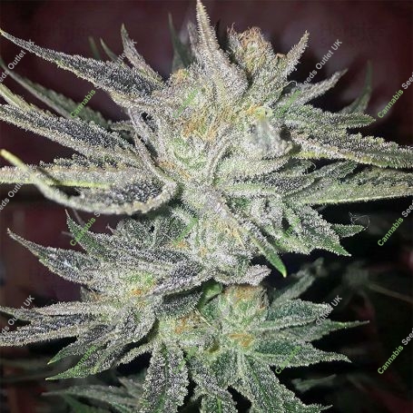 Gorilla x Marijuana Strain by Expert Seeds For Sale Online at Cannabis Seeds Outlet