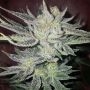 Gorilla x Marijuana Strain by Expert Seeds For Sale Online at Cannabis Seeds Outlet