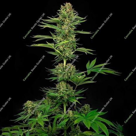 Sensi Research No.743 Black Domina CBD Cannabis Strain Seeds