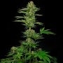 Sensi Research No.743 Black Domina CBD Cannabis Strain Seeds