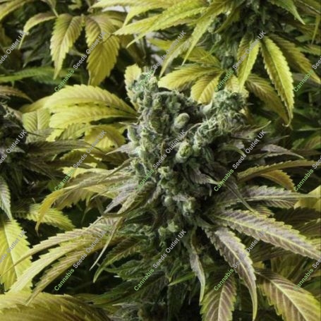 No.741 Sour Diesel x Afghani Marijuana Strain by Sensi Seed Bank For Sale Online at Cannabis Seeds Outlet