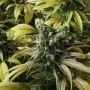 No.741 Sour Diesel x Afghani Marijuana Strain by Sensi Seed Bank For Sale Online at Cannabis Seeds Outlet
