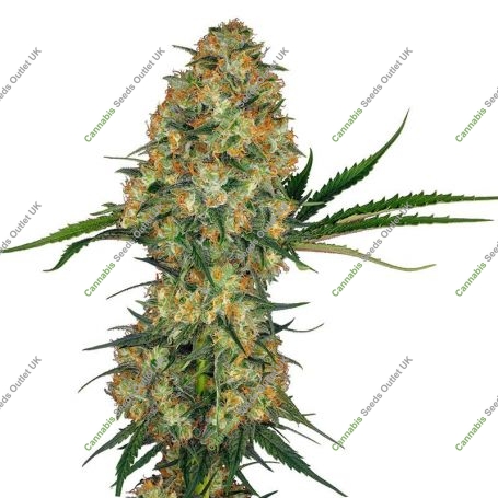 No.49 Kush x Hindu Kush CBD Marijuana Strain by Sensi Seed Bank For Sale Online at Cannabis Seeds Outlet
