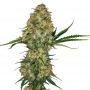 No.49 Kush x Hindu Kush CBD Marijuana Strain by Sensi Seed Bank For Sale Online at Cannabis Seeds Outlet