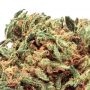 Sensi Seed Bank No.49 Kush x Hindu Kush CBD Smoke Buds Weed Ganja Skunk Dope Pot Images Pics Nuggets
