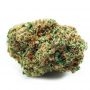 No.49 Kush x Hindu Kush CBD by Sensi Seed Bank THC Content Potency Strength CBD Height Yield Flowering Time Indica Sativa Geneti