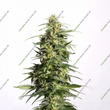 No.41 Swiss Dream CBD x Skunk Auto Marijuana Strain by Sensi Seed Bank For Sale Online at Cannabis Seeds Outlet