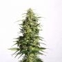 No.41 Swiss Dream CBD x Skunk Auto Marijuana Strain by Sensi Seed Bank For Sale Online at Cannabis Seeds Outlet