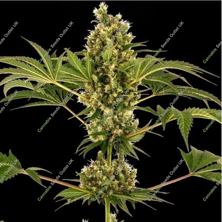 No.34 Sensi Auto Feminized Marijuana Strain by Sensi Seed Bank For Sale Online at Cannabis Seeds Outlet