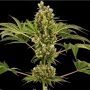 No.34 Sensi Auto Feminized Marijuana Strain by Sensi Seed Bank For Sale Online at Cannabis Seeds Outlet
