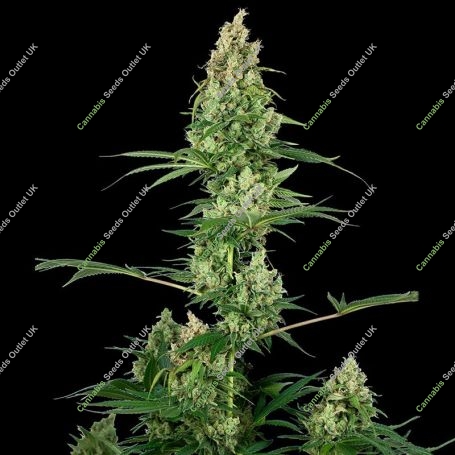 No.32 Silver Haze x Fire OG Marijuana Strain by Sensi Seed Bank For Sale Online at Cannabis Seeds Outlet
