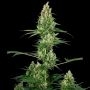 No.32 Silver Haze x Fire OG Marijuana Strain by Sensi Seed Bank For Sale Online at Cannabis Seeds Outlet