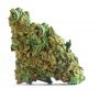 No.219 Kush x Hindu Kush Auto by Sensi Seed Bank THC Content Potency Strength CBD Height Yield Flowering Time Indica Sativa Gene