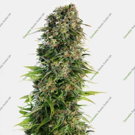 No.219 Kush x Hindu Kush Auto Marijuana Strain by Sensi Seed Bank For Sale Online at Cannabis Seeds Outlet