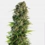 No.219 Kush x Hindu Kush Auto Marijuana Strain by Sensi Seed Bank For Sale Online at Cannabis Seeds Outlet