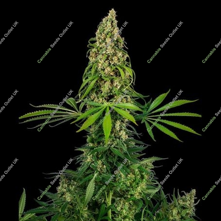 No.140 Chocolope x Hindu Kush Marijuana Strain by Sensi Seed Bank For Sale Online at Cannabis Seeds Outlet