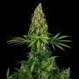 No.140 Chocolope x Hindu Kush Marijuana Strain by Sensi Seed Bank For Sale Online at Cannabis Seeds Outlet