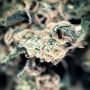 No.140 Chocolope x Hindu Kush by Sensi Seed Bank THC Content Potency Strength CBD Height Yield Flowering Time Indica Sativa Gene