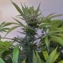 No.1318 Harlequin CBD Black Domina by Sensi Seed Bank THC Content Potency Strength CBD Height Yield Flowering Time Indica Sativa