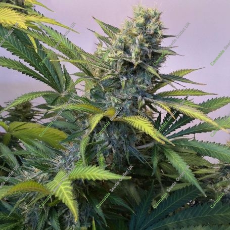 No.1318 Harlequin CBD Black Domina Marijuana Strain by Sensi Seed Bank For Sale Online at Cannabis Seeds Outlet