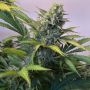 No.1318 Harlequin CBD Black Domina Marijuana Strain by Sensi Seed Bank For Sale Online at Cannabis Seeds Outlet