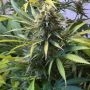 Sensi Seed Bank No.1318 Harlequin CBD Black Domina Smoke Buds Weed Ganja Skunk Dope Pot Images Pics Nuggets