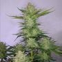 Sensi Seed Bank Cannabis Strain No.119 Blueberry x Skunk No.1 Auto Marijuana Seeds Original Collector Souvenir Authentic Packagi