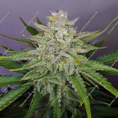 No.119 Blueberry x Skunk No.1 Auto Marijuana Strain by Sensi Seed Bank For Sale Online at Cannabis Seeds Outlet