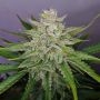 No.119 Blueberry x Skunk No.1 Auto Marijuana Strain by Sensi Seed Bank For Sale Online at Cannabis Seeds Outlet