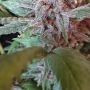 Sensi Seed Bank Cannabis Strain No.11 Blue Afghani Silver Haze Marijuana Seeds Original Collector Souvenir Authentic Packaging P