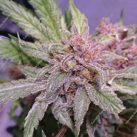 No.11 Blue Afghani Silver Haze Marijuana Strain by Sensi Seed Bank For Sale Online at Cannabis Seeds Outlet