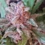 No.11 Blue Afghani Silver Haze by Sensi Seed Bank THC Content Potency Strength CBD Height Yield Flowering Time Indica Sativa Gen