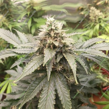 Peanut Butter Cookies Feminized Marijuana Strain by TasteBudz For Sale Online at Cannabis Seeds Outlet