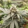 Peanut Butter Cookies Feminized Marijuana Strain by TasteBudz For Sale Online at Cannabis Seeds Outlet