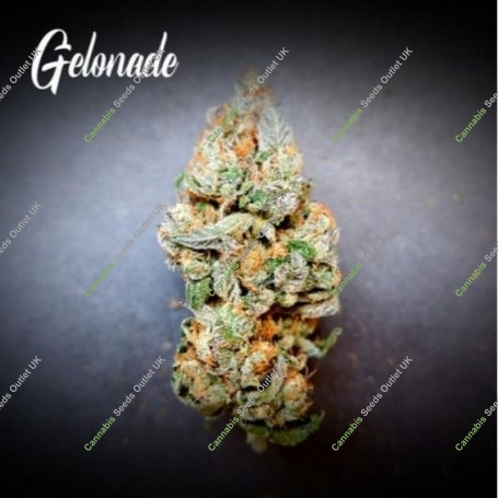 Gelonade Feminized Marijuana Strain by TasteBudz For Sale Online at Cannabis Seeds Outlet
