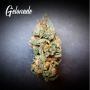 Gelonade Feminized Marijuana Strain by TasteBudz For Sale Online at Cannabis Seeds Outlet