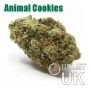 Animal Cookies Bulk Marijuana Seeds Wholesale Feminized 100 Cannabis Seeds