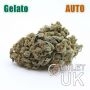 Auto Gelato Bulk Marijuana Seeds Wholesale Feminized 100 Cannabis Seeds Cheap Discounted