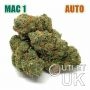 MAC 1 Bulk Marijuana Seeds Wholesale Feminized 100 Cannabis Seeds Cheap Discounted